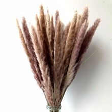 Dongliflower Natural Dried Small Pampas Grass, Phragmites Communis, Reed Plant, Wedding Flower Bunch, 24'' Tall for Home Decor 2024 - buy cheap