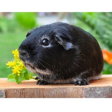 DIY Diamond Painting black Guinea Pig 3D Embroidery Cross Stitch Kits Full Squareround Drill mosaic cute pet picture wall arts 2024 - buy cheap