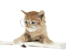 Óculos de pentear óculos para gato, pintura por números de animal pintado à mão, pinturas a óleo para decoração de casa de quarto de criança 2024 - compre barato