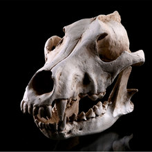 Crânio canino de lobo realista, modelo, esqueleto de resina, escultura de ensino de medicina, decoração branca de halloween 2024 - compre barato
