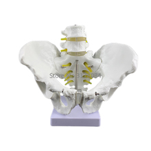 Male Anatomy Pelvis Pelvic Skeleton Anatomical Anatomy Skull Sculpture Medical Model with Lumbar Spine 18x28x23cm 2024 - buy cheap