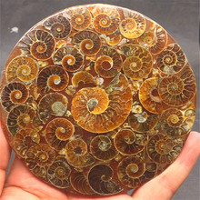 Fósil de concha de caracol Natural, disco de fósil Jurásico medio abierto, fósil de amonita de nautilus, 1 ud. 2024 - compra barato