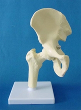 Hip joint esqueleto de modelo médico enseñanza de especímenes humanos envío gratis 2024 - compra barato