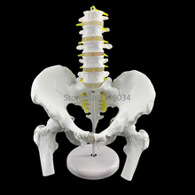 Мужской анатомический таз тазовой Скелет горло анатомический череп для изучения анатомии скульптура головы тела модель с поясничным позвоночником 18x28x23 см 2024 - купить недорого