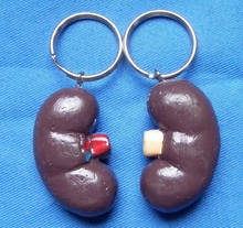human kidney Keyring accessories free shipping 2024 - buy cheap