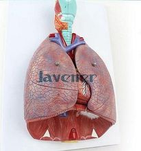 Human Anatomical Anatomy Respiratory System Medical Model Throat Heart Lung 2024 - buy cheap