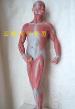 Modelo de Anatomía Humana, herramienta de enseñanza, material de PVC, 50CM 2024 - compra barato