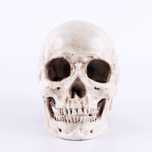Humans Skull Model 1:1 Medical Resin Skull Man Head Skeleton Mold Halloween Home Skull Statues Decoration Sculptures Crafts 2024 - buy cheap