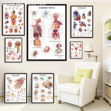 High Clear Posters and Prints Human Anatomy Muscles System Art Poster Body Map Canvas Painting Wall print Picture Home Decor 2024 - buy cheap