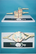 Modelo anatômico do nervo espinhal e medula espinhal., modelo com zoom para medula espinhal. frete grátis. 2024 - compre barato