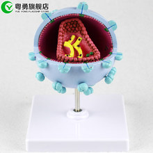 Human virus model AIDS Cytopathic amplification demonstration model Popular science teaching free shipping 2024 - buy cheap