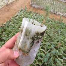 Bolsas de tela no tejida Biodegradable para planta de vivero, plantador para cultivo de semillas, macetas para plantar en el jardín, ventilación ecológica, 100 Uds. 2024 - compra barato