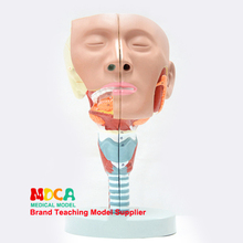 Modelo anatômico da farmácia e laríngea de duas partes, modelo oral-nasal, cabeça anatômico da cabeça muscular lingual, ensino médico 2024 - compre barato