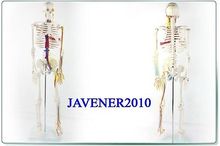 85cm Human Anatomical Anatomy Skeleton Medical Model Blood Vessel +Stand 2024 - buy cheap