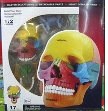 Ensamblaje de cuerpo humano, modelo de cráneo, cabeza, montaje de esqueleto, molde, maqueta anatómica de esqueleto 2024 - compra barato