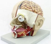 Human Anatomical Anatomy Head Skull Brain Medical Comprehensive Model 2024 - buy cheap