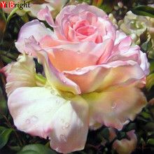 5D DIY Full Square Diamond Painting Cross Stitch Pink Rose 3D Diamond Embroidery Rhinestone Mosaic Home Decoration gift XY1 2024 - buy cheap