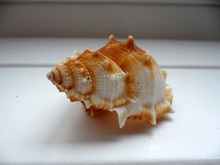 HappyKiss Authentic natural conch shells Large flat spines screw 4-7 cm aquarium aquarium decoration photography props 2024 - buy cheap
