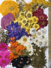 260 pçs sortidas pressionado flores secas folha planta herbário para jóias pingente anel brincos flor que faz acessórios 2024 - compre barato