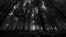 earth forest black wood dark haunted photo studio background High quality Computer print wall photo backdrop 2024 - buy cheap