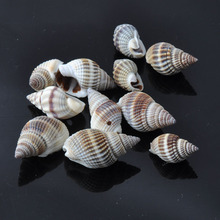 20-30mm Natural Spiral Shell Loose Beads for jewelry making DIY 20pcs TRS0043X 2024 - buy cheap