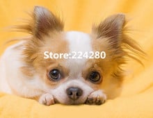 Needlework,Cross stitch,14CT Unprinted Animal Cute puppy pet dog for Embroidery kits Art Cross-Stitching,DIY Handmade decor 2024 - buy cheap