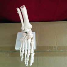 Foot joint skeleton model  human skeleton model sole skeleton model 2024 - buy cheap