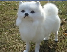 Perro de imitación modelo 22x7x15cm, perro Pomerania blanco, artesanía de Resina de polietileno, regalo de decoración del hogar a1853 2024 - compra barato