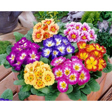 5D DIY Full Square/round Diamond Painting Colourful flower Embroidery Cross Stitch Rhinestone Mosaic  Home Decor 2024 - buy cheap