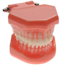 Novidade 2016 modelo de ensino padrão dental 1 peça, modelo para ensino com dentes removíveis frete grátis 2024 - compre barato