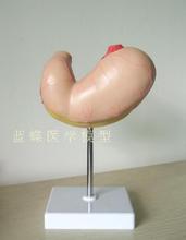 Modelo de estómago, modelo anatómico de estómago grande natural, modelo anatómico de perfil de estómago humano, modelo de enseñanza 2024 - compra barato
