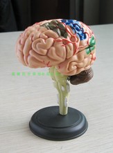 Modelo de cerebro anatómico médico desmontado, herramienta de enseñanza de anatomía, nuevo RH, 1 ud. 2024 - compra barato