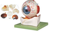 5X Eyeball enlargement model 8 parts Eye anatomy structure model with vein and nerve 2024 - buy cheap