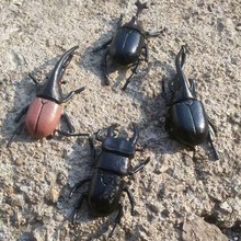 6pcs/lot 5.5cm simulation beetle Toys Special Lifelike Model Simulation insect Toy nursery teaching aids joke toys GYH 2024 - buy cheap