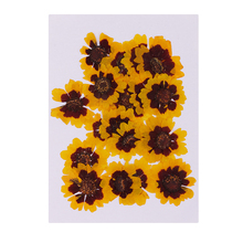 20 pçs flores secas vivas prensadas reais flores secas para arte artesanato scrapbooking decoração de cartão 2024 - compre barato