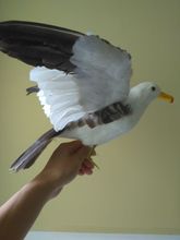 new simulation Seagull toy foam&fur wings seagull bird model about 45x30cm 2024 - buy cheap