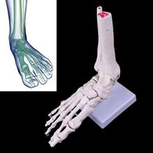 Life size Foot Ankle Joint Anatomical Skeleton Model Medical Display Study Tool Medical Science Stationery for School 2024 - buy cheap