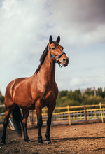 Laeacco trilhos de cavalo de fazenda para fotografia de bebês crianças planos de fundo personalizados fotográficos para estúdio de fotos 2024 - compre barato