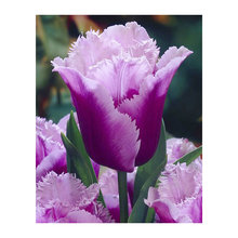 5d diamond painting purple tulip full square drill flower diamond mosaic handicraft 3d round diamond embroidery home decoration 2024 - buy cheap