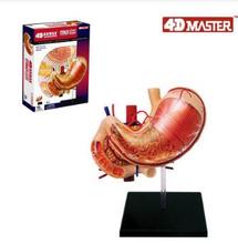 4D gastric anatomic model 12 component models, new 3 d gastric model. 2024 - buy cheap