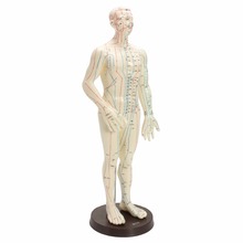 "Human Body Acupuncture Model Male Meridians Model Chart Book Base 50cm 2024 - buy cheap