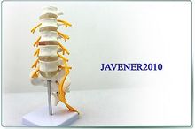 1:1 Human Anatomical Lumbar Vertebra Medical Model Sciatic Nerve Flexible Medical Backbone Anatomical Human Model 2024 - buy cheap