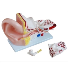Modelo de anatomia da orelha (exterior, meio, interno) modelo de estrutura interna 42*24*16cm frete grátis 2024 - compre barato