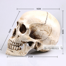Crânio humano de resina tamanho real mongol 1: 1, modelo esqueleto humano para ensino de arte, frete grátis 2024 - compre barato