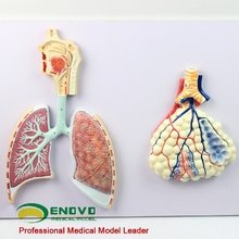 Modelo de anatomia humana do corpo humano, pulmão, segmento da cavidade nasal, modelo bronze hashi 2024 - compre barato