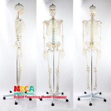 Modelo esquelético humano MGG305 de 170CM para enseñanza médica, esqueleto blanco flexible de nervio espinal, Yoga 2024 - compra barato