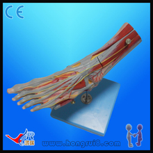 ISO Advanced Muscle of Foot with Main Vessels and Nerves, foot anatomy model 2024 - buy cheap
