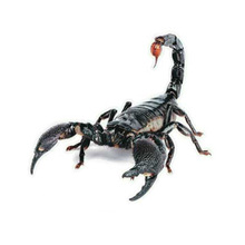 3D PVC Car Sticker Lizard Scorpion Spider Car Body Window Sticker Car Exterior Animal Decal Accessories 2024 - buy cheap