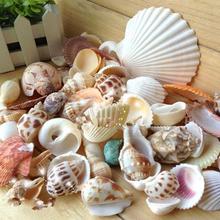 100g Mixed Shape Seashell Conch Aquarium Mini Landscape Ornament DIY Craft Decoration 2024 - buy cheap