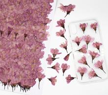 Herbario de flores de cerezo Sakura prensado para fabricación de joyas de resina, marco de postales, funda de teléfono artesanal, 250 Uds. 2024 - compra barato